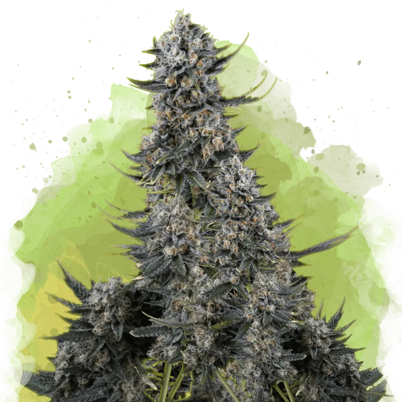 Critical van Nirvana