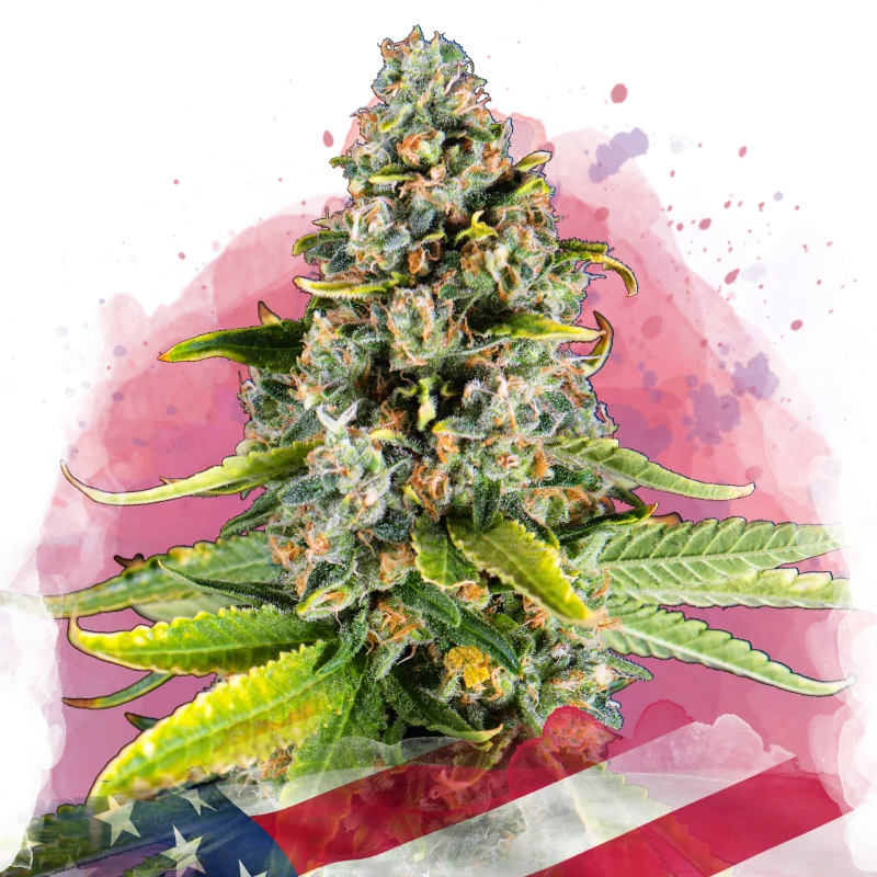 White Fire OG van Nirvana