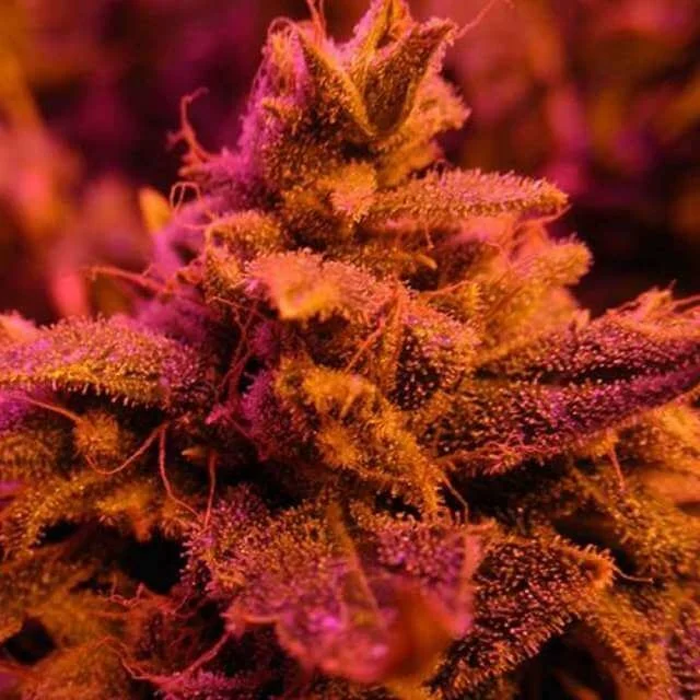 Master Kush van Nirvana