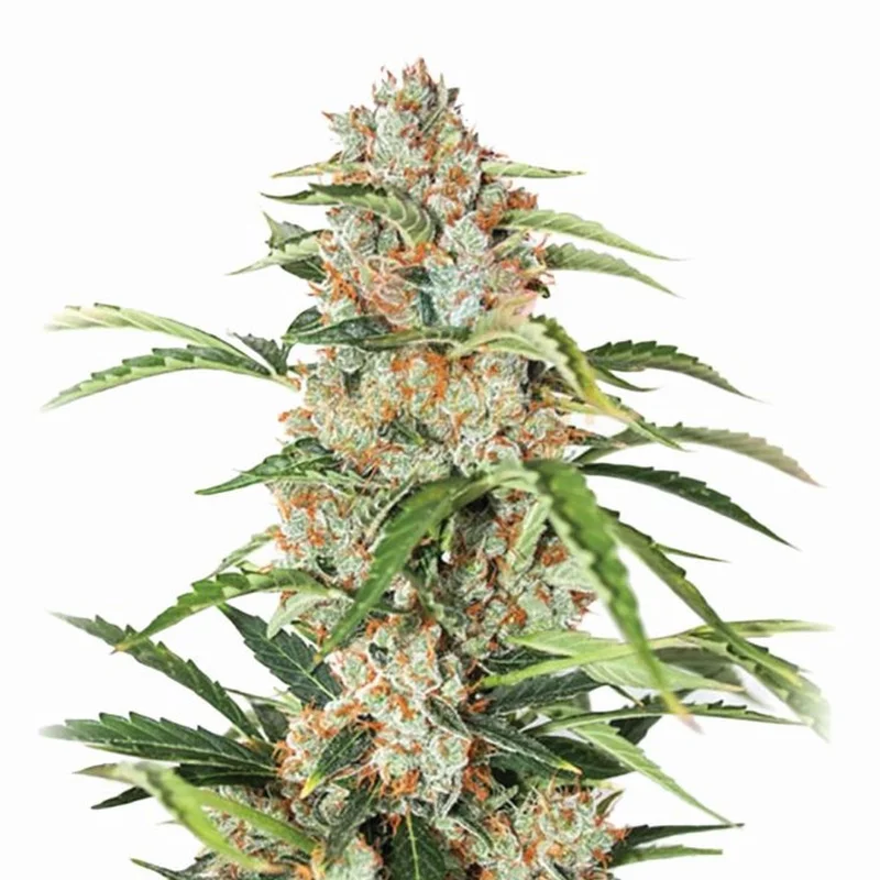 Orange Bud van Nirvana