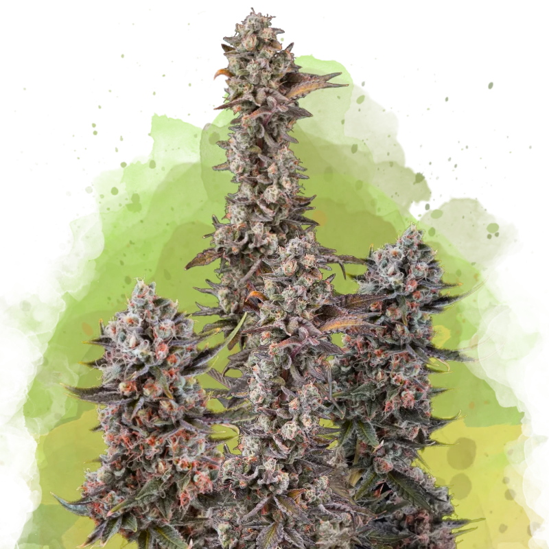 Blue Mystic van Nirvana