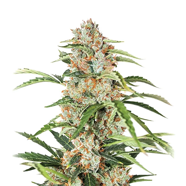 Orange Bud van Nirvana