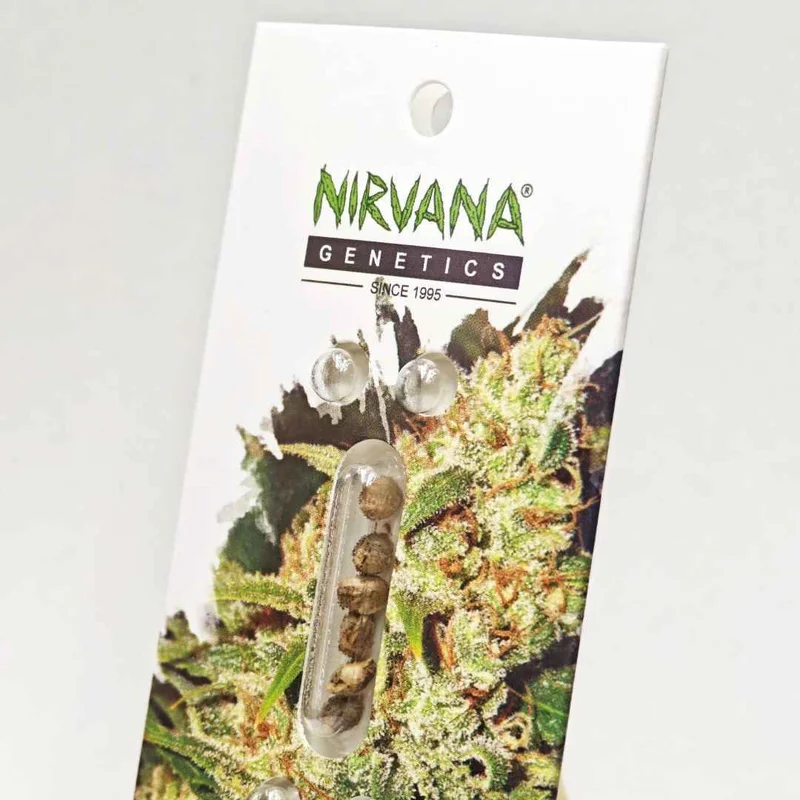 Critical van Nirvana