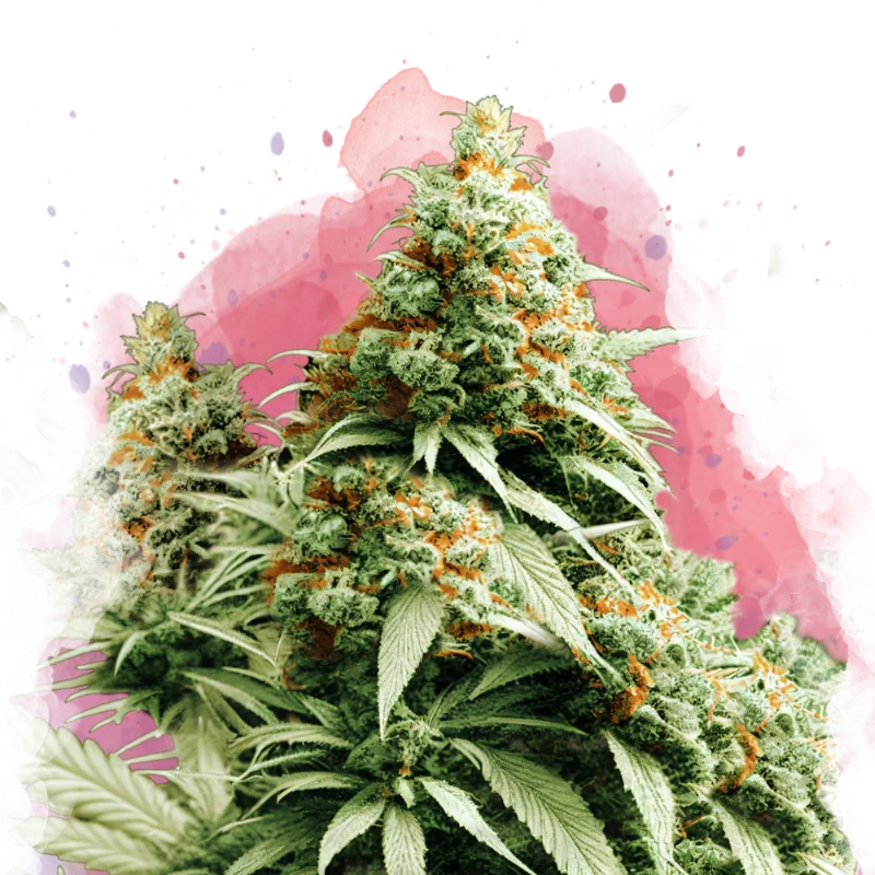 Exodus Cheese van Nirvana