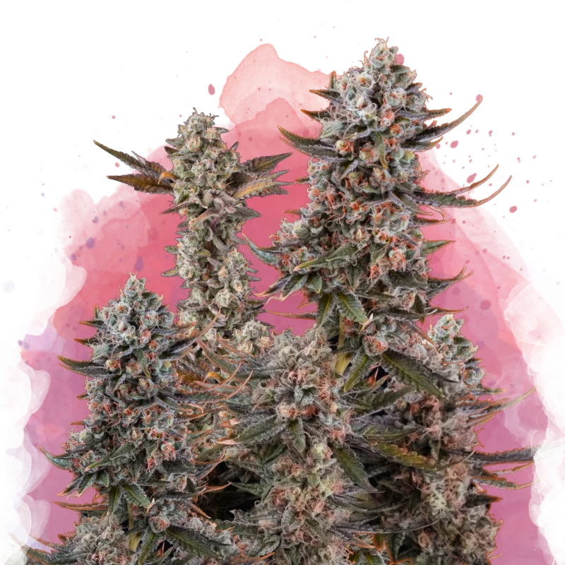 Lithium OG Kush van Nirvana