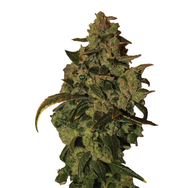 Somango XXL van Nirvana