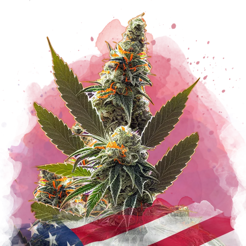 California Orange Bud van Nirvana