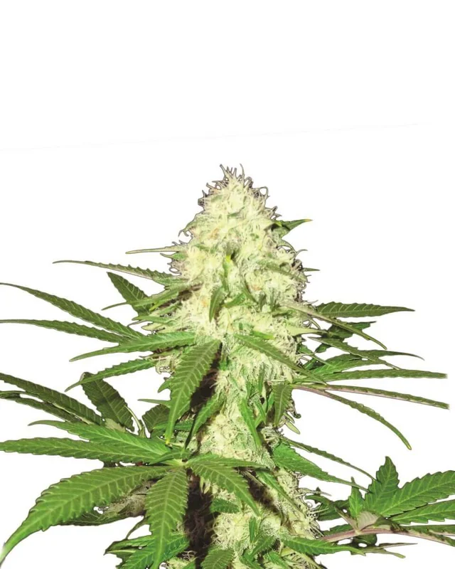 Skunk 1 van Nirvana