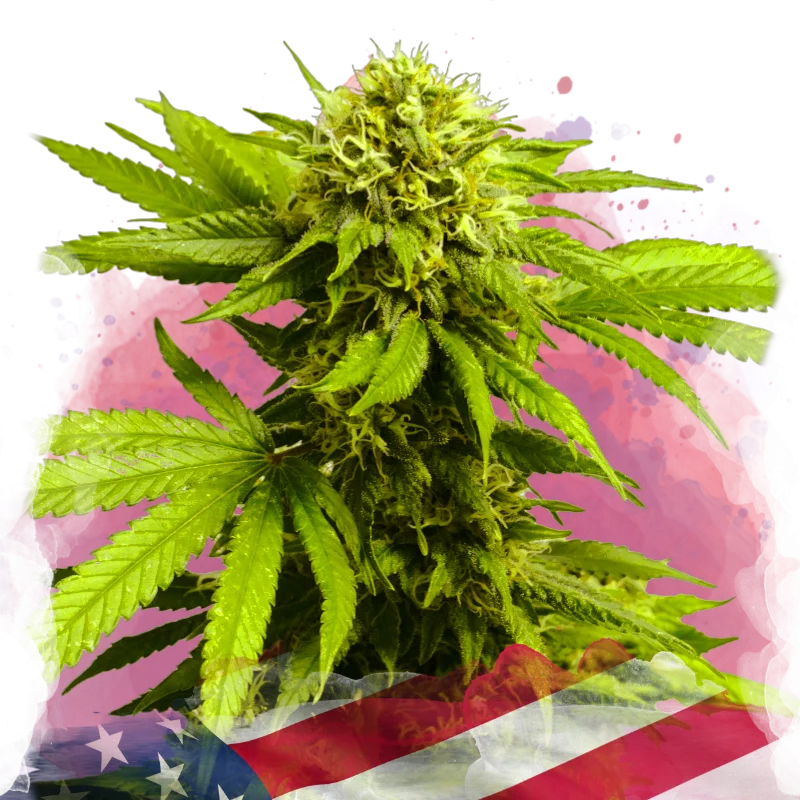 Tangie van Nirvana