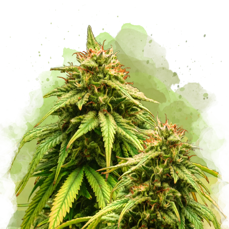 Amnesia Haze van Nirvana