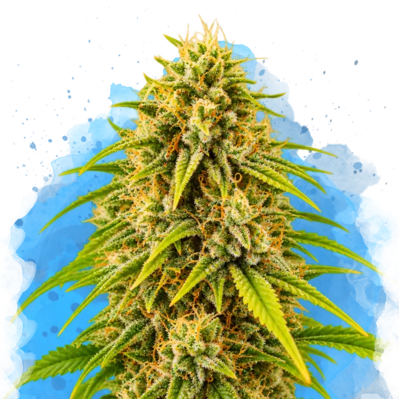 Amnesia Haze van Nirvana