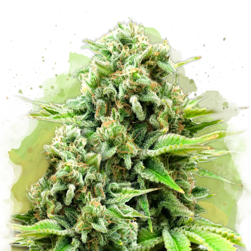 White Widow van Nirvana