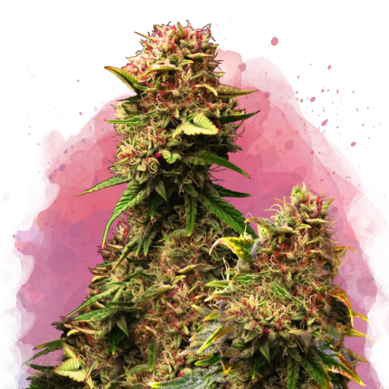 Granddaddy Purple van Nirvana