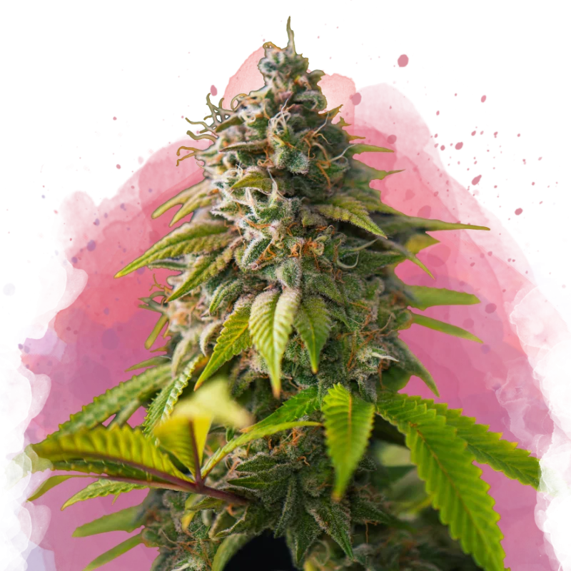 Amnesia Haze van Nirvana