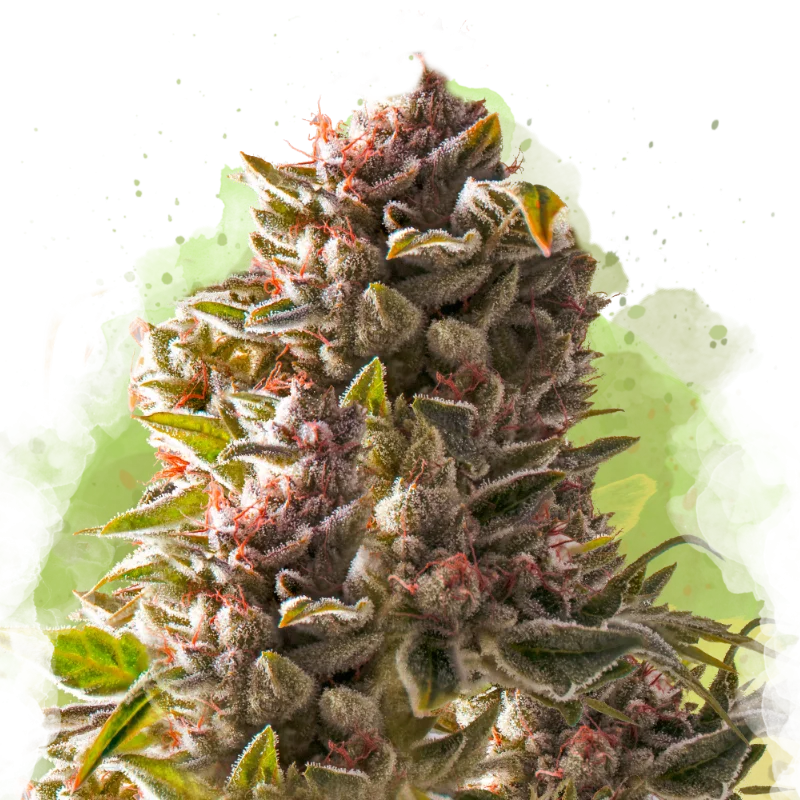 Aurora Indica van Nirvana