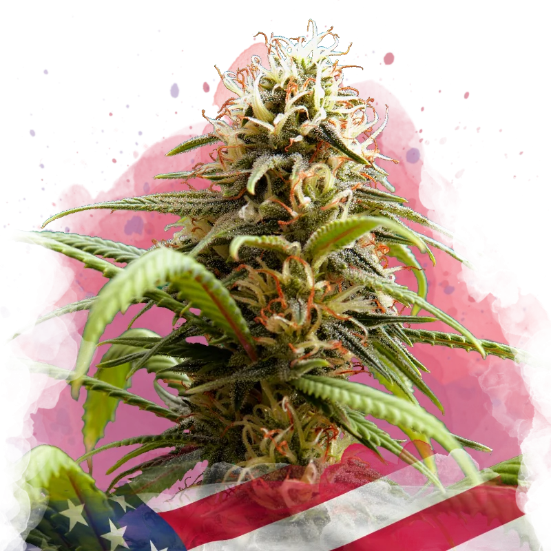Bruce Banner van Nirvana