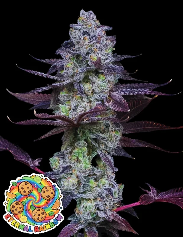 Eternal Rainbow van Oaseeds Genetics