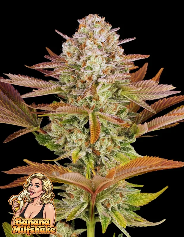Banana Milfshake van Oaseeds Genetics