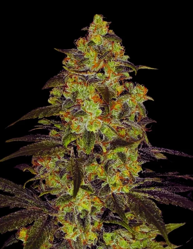 Otter Popz van Oaseeds Genetics