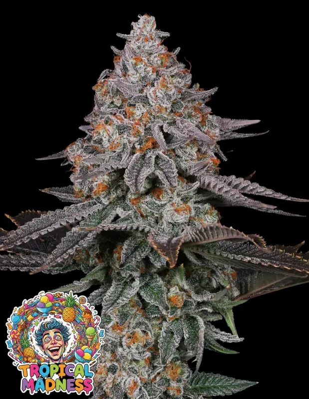 Tropical Madness van Oaseeds Genetics