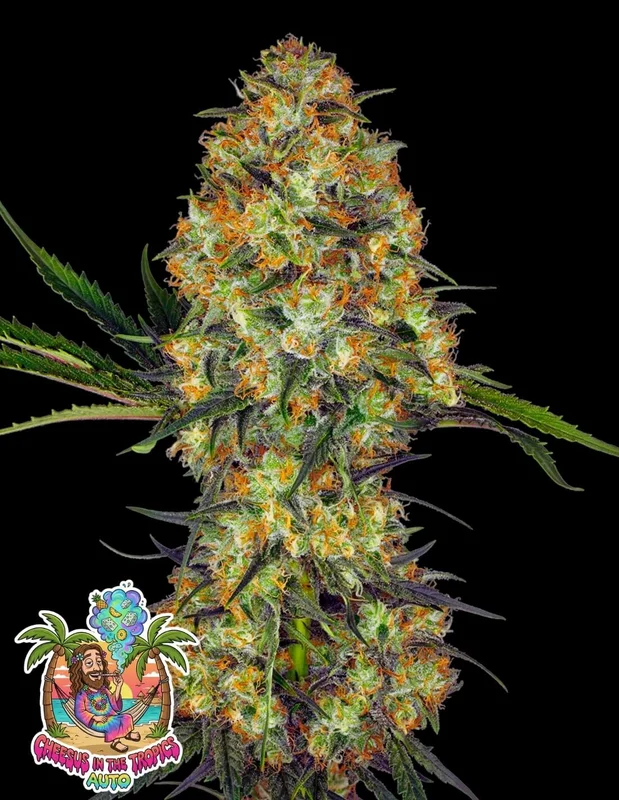 Cheesus in the Tropics van Oaseeds Genetics