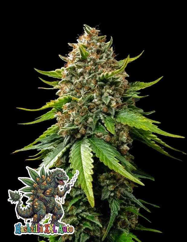 Hashzilla XXL van Oaseeds Genetics