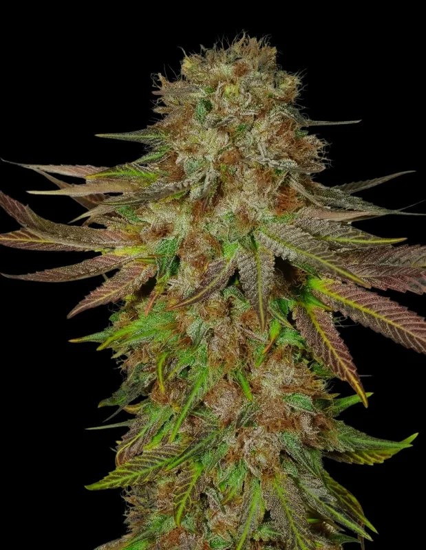 Critical Mass CBD van Oaseeds Genetics