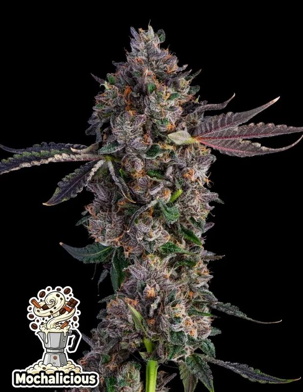 Mochalicious van Oaseeds Genetics