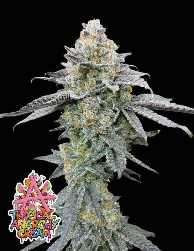 Tropical Anarchy Cream van Oaseeds Genetics