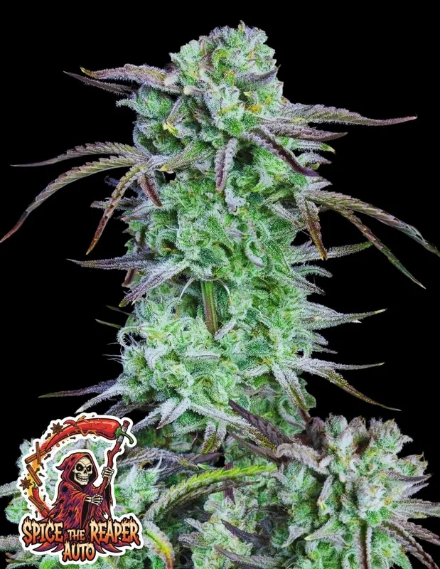 Spice the Reaper van Oaseeds Genetics