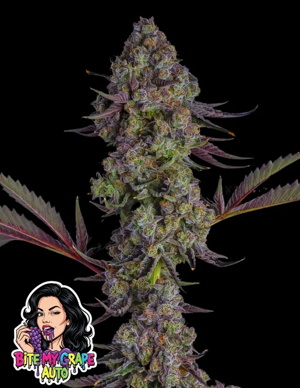 Bite my Grape van Oaseeds Genetics