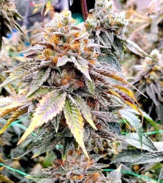 Hot Tropic van Oni Seed co.