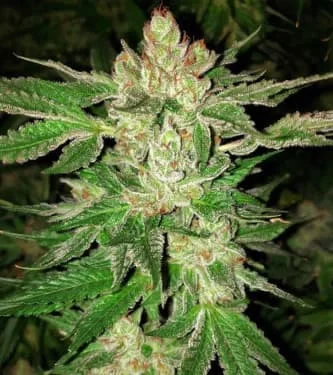 Island G van Oni Seed co.