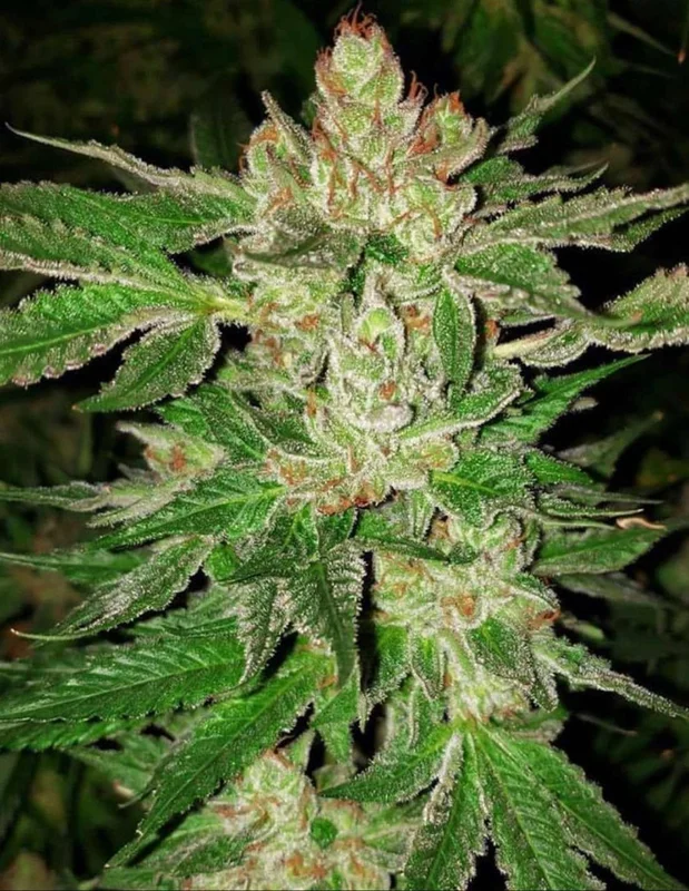 Island G van Oni Seed co.