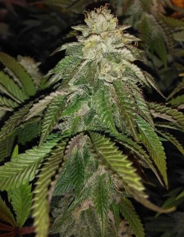 Hot Tropic van Oni Seed co.