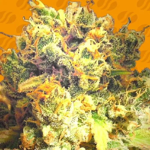 Dr. Bruce Banner CBD van Original Sensible Seeds