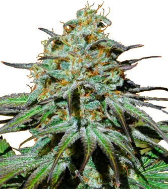 Jealousy van Original Sensible Seeds
