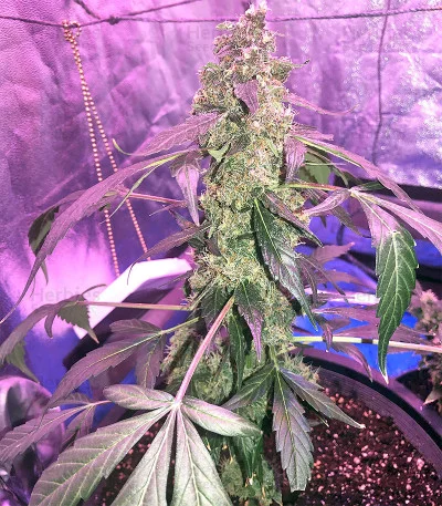 Super Lemon Haze van Original Sensible Seeds