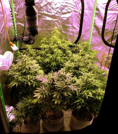 Gelato van Original Sensible Seeds