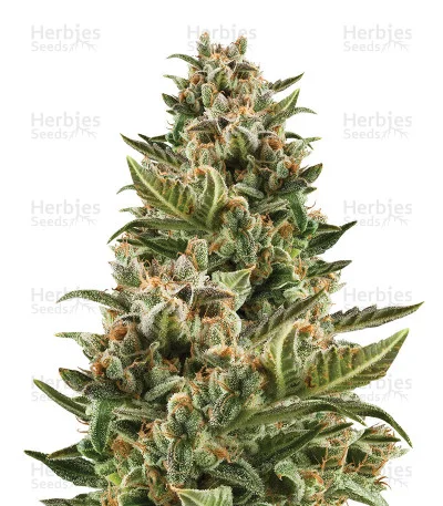 White Crystal Meth van Original Sensible Seeds