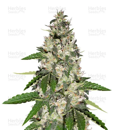 Black Gum van Original Sensible Seeds