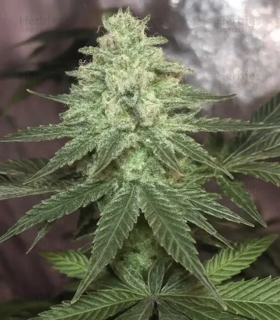 Trop Cherry van Original Sensible Seeds