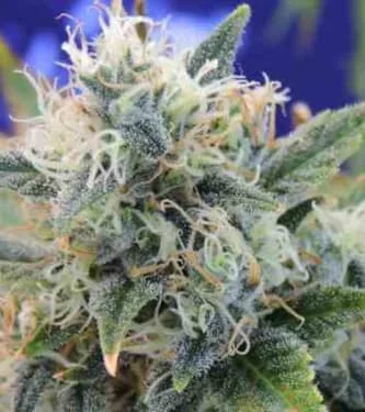 Girl Scout Cookies van Original Sensible Seeds