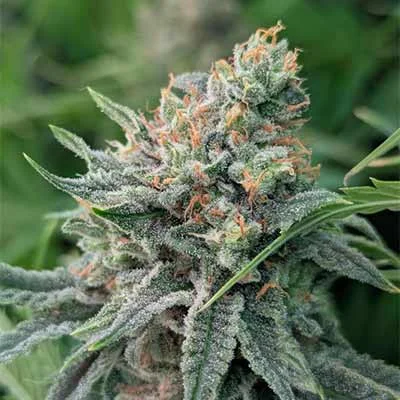 Strawberry Banana Fast van Original Sensible Seeds
