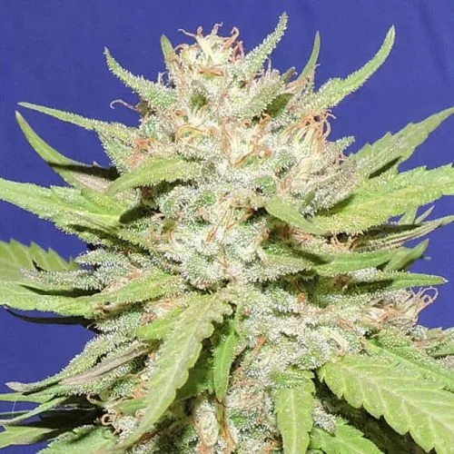 Wedding Cake van Original Sensible Seeds