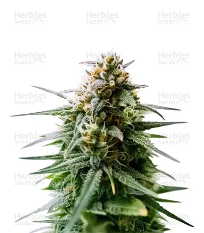 Orange Gorilla XL van Original Sensible Seeds