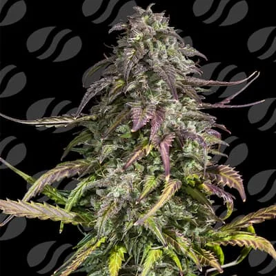 Melon Mosh van Original Sensible Seeds