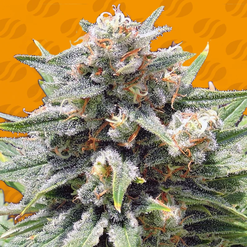 Cheese XXL van Original Sensible Seeds