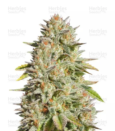 GG4 Original Glue van Original Sensible Seeds