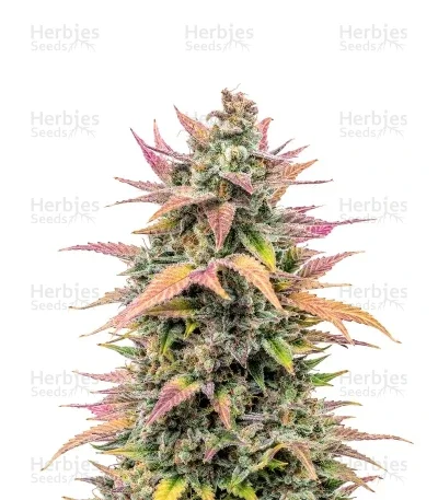 Trop Cherry van Original Sensible Seeds